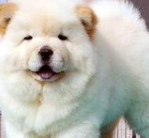 宠物百科：松狮，原来你的本名叫獢獢-第8张图片-冲锋网