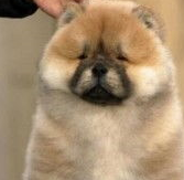 宠物百科：松狮，原来你的本名叫獢獢-第12张图片-冲锋网