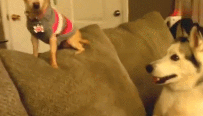 宠物百科：最小的宠物犬之一 吉娃娃-第13张图片-冲锋网