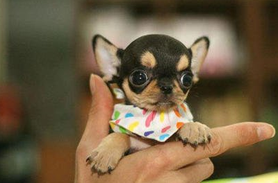 宠物百科：最小的宠物犬之一 吉娃娃-第2张图片-冲锋网