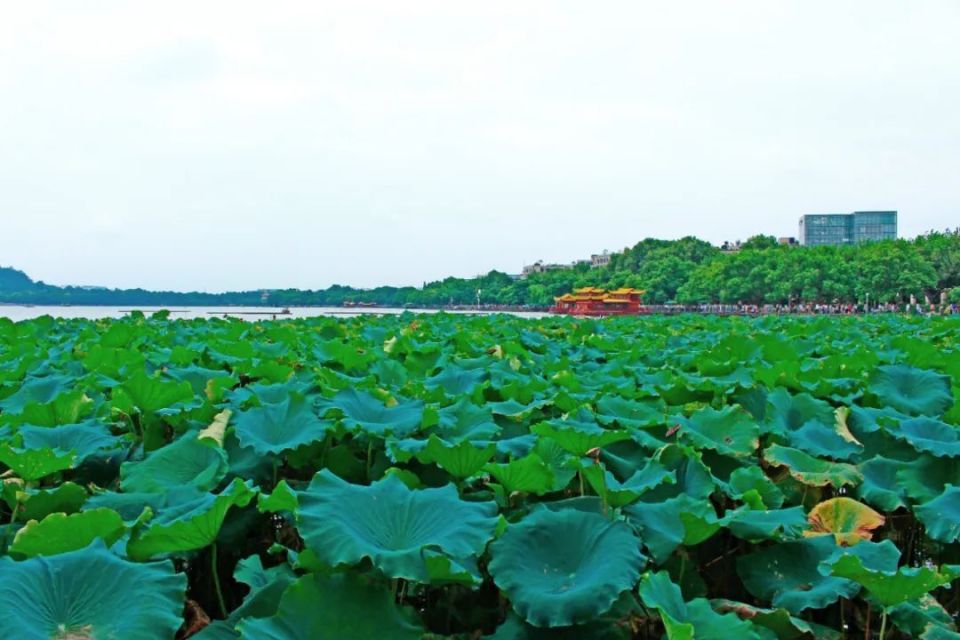 杭州西湖丨旅游攻略丨景点介绍