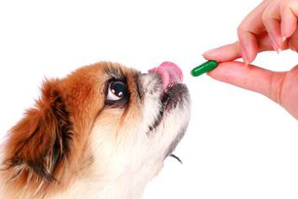 宠物驱虫知识你了解多少？-第1张图片-冲锋网