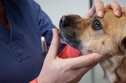 宠物护理：狗贫血的基础知识-第3张图片-冲锋网