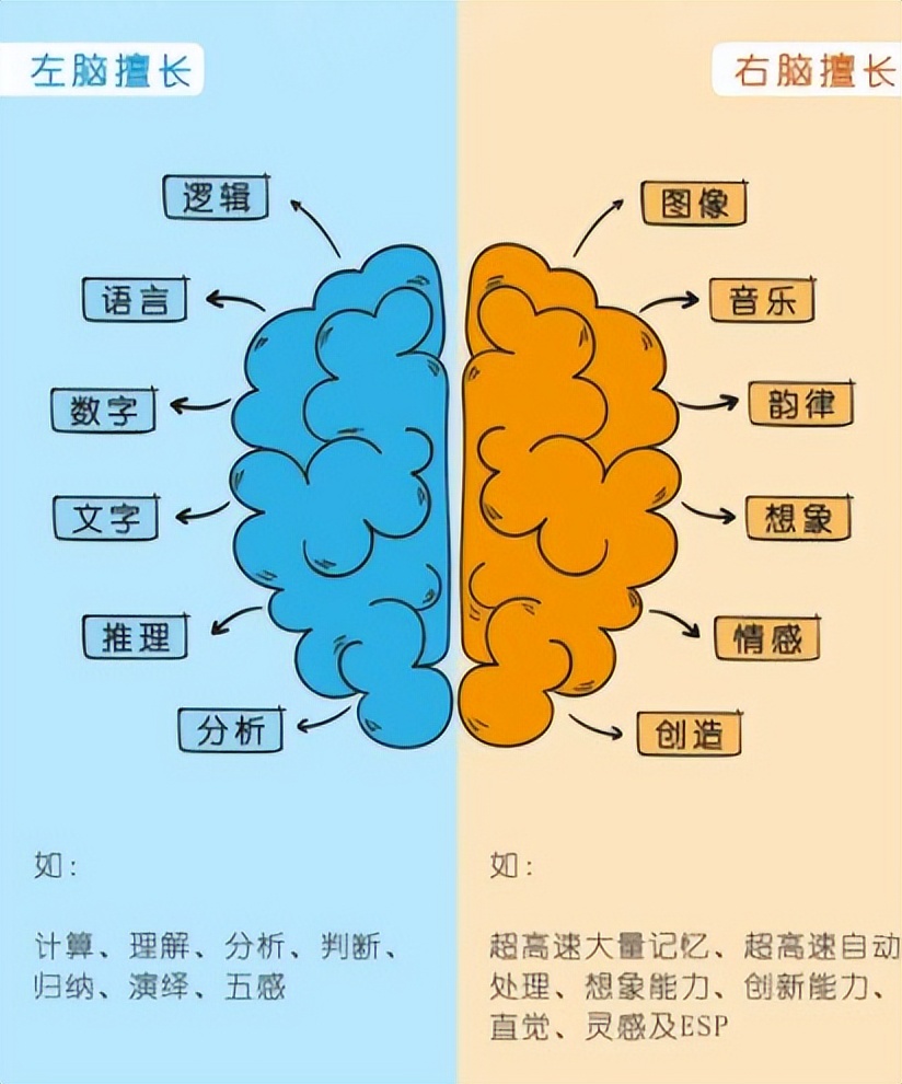 脑知识解析人的潜能为什么会爆发-脑博士