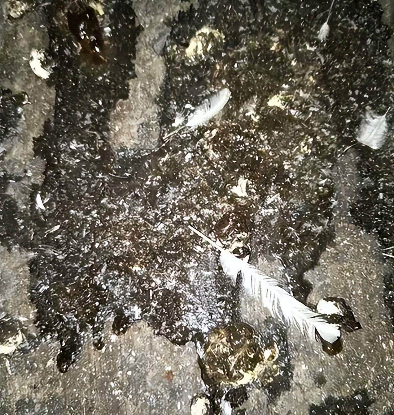 总之，引起鸡拉水便的原因有很多，治疗这种病症我们需要针对不同的病因