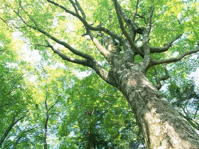 甲木命身旺如何取名字,八字甲木太旺如何改名_五行_谢咏_性格