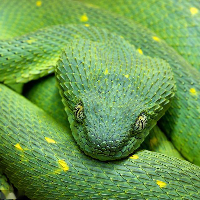 蜥蜴为什么不怕毒蛇