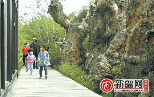 5月14日,在新疆古生态园胡杨林观赏区域,游客在赏景游玩(记者陈岩摄)