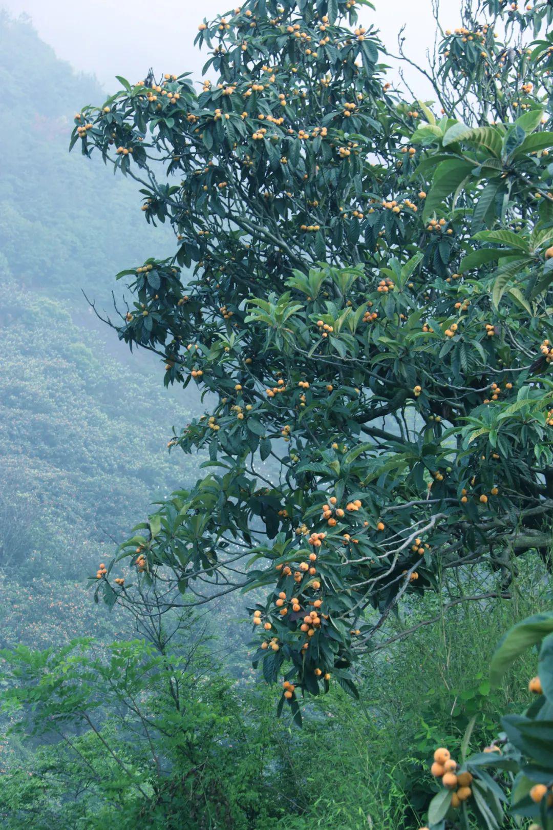 诚后村30多户果农种植的枇杷树,覆盖了整座山, 一棵棵枇杷树如老者般