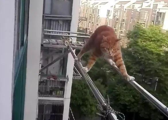 飞檐走壁的猫视频 fb784e9e0b664633ab1e260cb4d7492d.jpeg