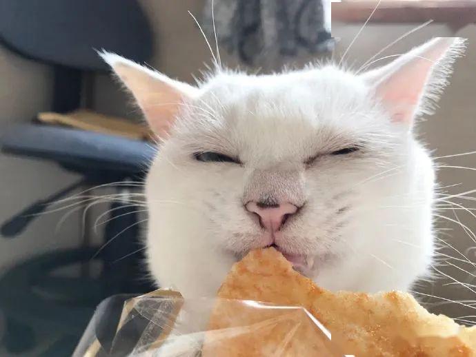 铲屎官喂猫咪吃饼猫咪吃得好享受