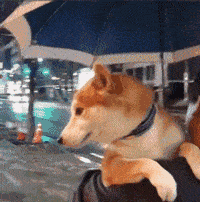 养一只有洁癖的宠物是一种什么体验?铲屎官:就差会自己铲屎了!