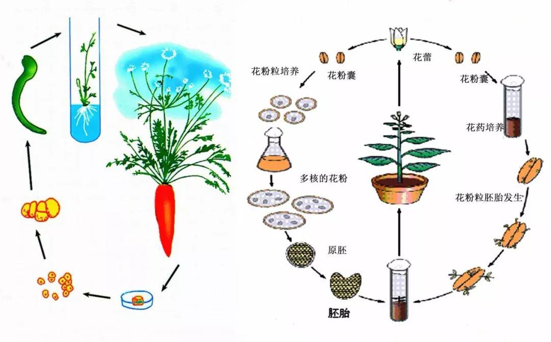 植物组织培养