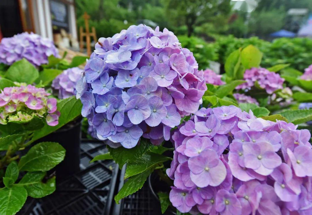 重庆涪陵首届绣球花节开幕,看区委书记带货直播,一起来打call