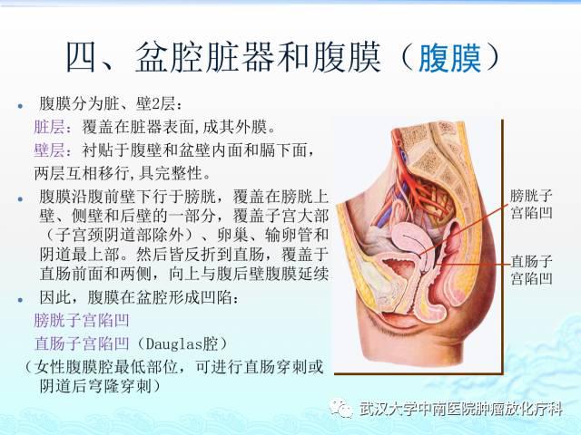 女性盆腔解剖与断层影像