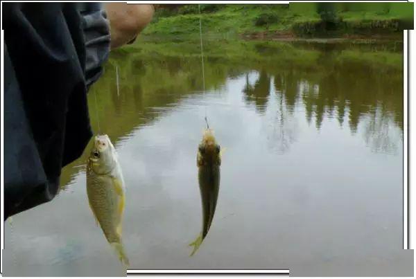 梦游鱼渊，放生小鱼后的意外收获——解梦中的成长与转变