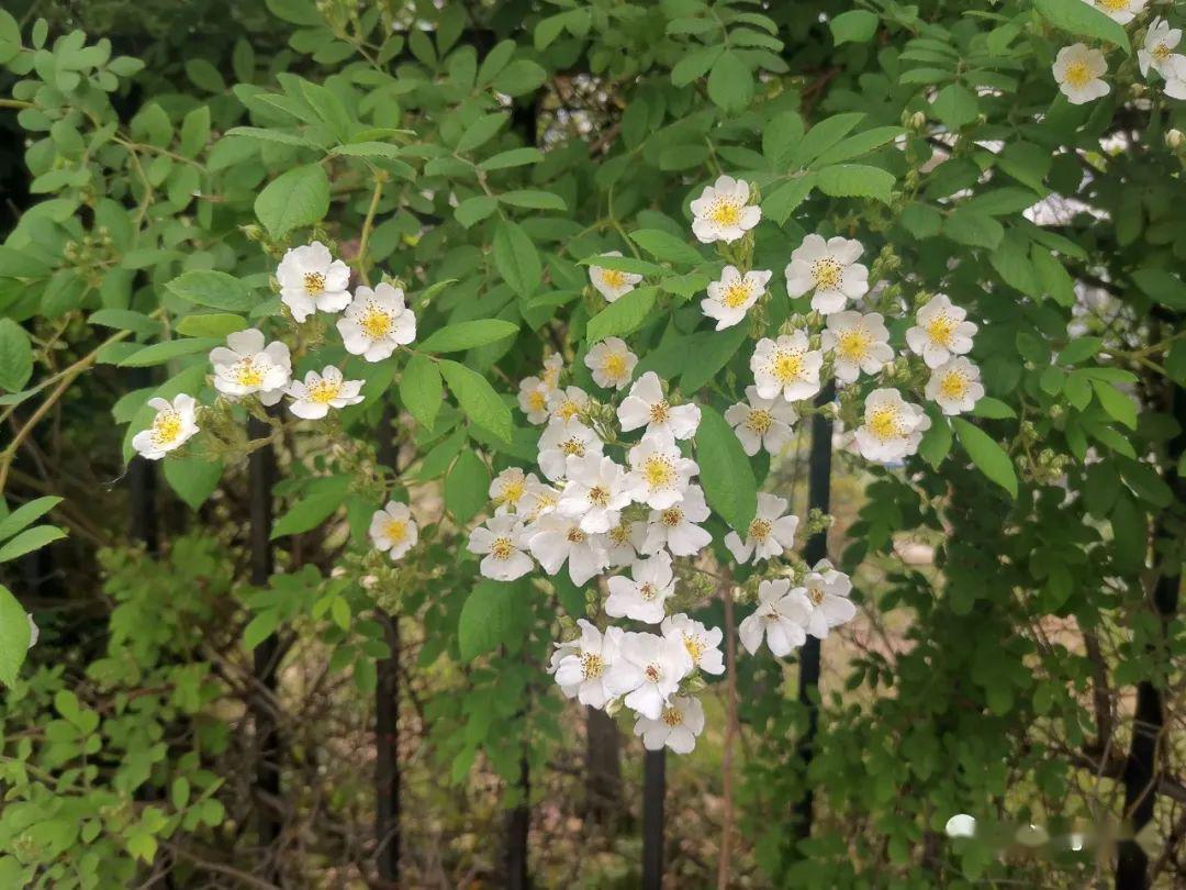 《中国植物志》钦定的正名是野蔷薇《北京植物志》则称之为"多花蔷薇