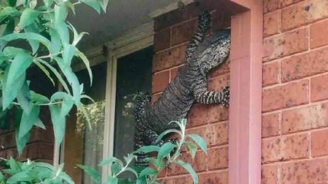 壁虎看到人就跑 f60f2fc6c1314fdfbc68688e2a226ebf.jpeg