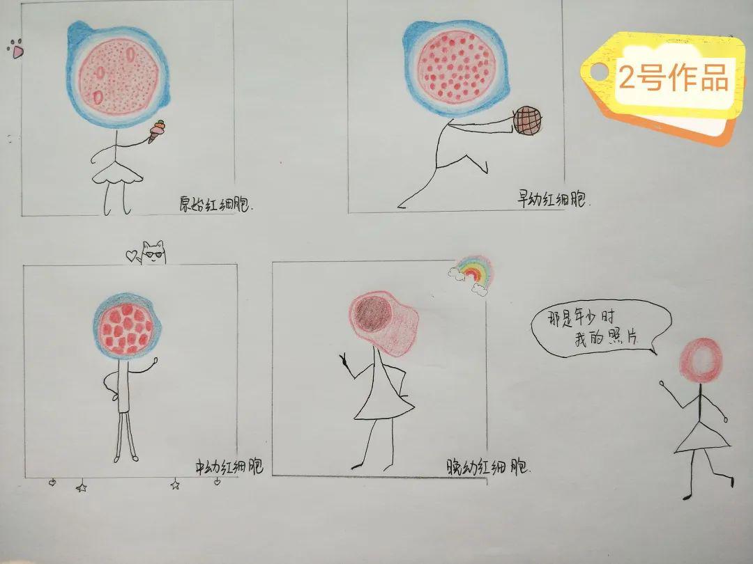 创作内容涉及骨髓细胞中的粒系,红系,巨核系,淋巴系,单核系等细胞.