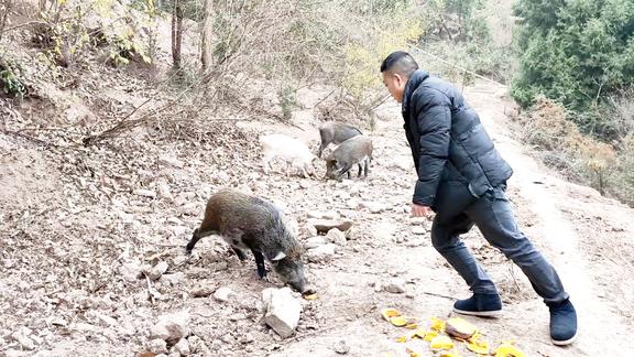 要过年了准备杀野猪,野猪太机灵狡猾,胖哥用这办法能抓住它吗?