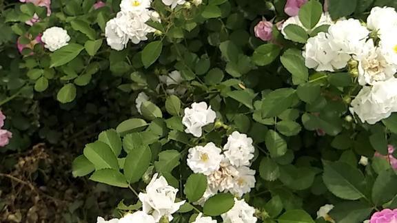 小蜜蜂采蜜忙
