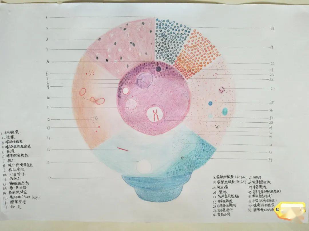 第二届骨髓细胞绘图大赛等你来投票