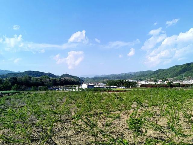 大池镇经济总量_射洪县曹碑镇大池村