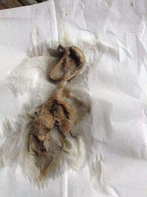 但是如果猫咪  频繁呕吐