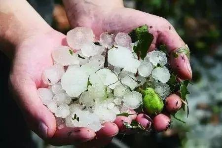 陕西甘肃多地遭遇特大"冰雹",农作物全毁,现场惨烈