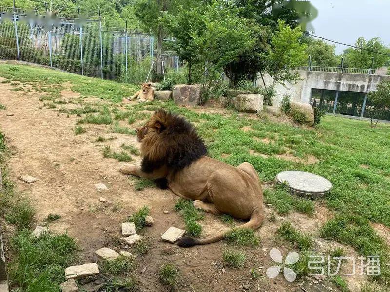 憨憨的黑熊一年一度的"免费开放日"5月22日是上方山动物园马上又有