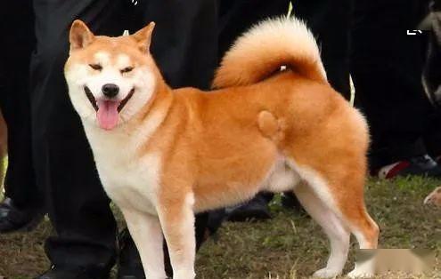 世界五大最忠诚的狗排名,金毛犬上榜,第一名忠心耿耿!