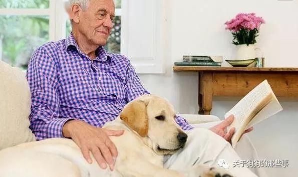 狗多少颗牙齿 a26345dbe2c54531a1b660c2b148f545.jpeg