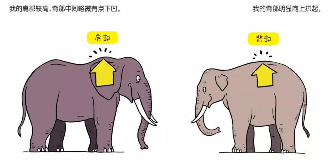 (非洲象)我的肩膀较高,背部中间略微有点下凹.