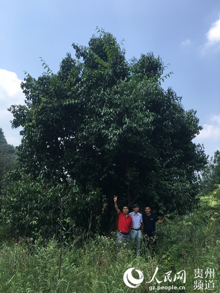 贵州桐梓古树茶上长金叶02凤凰村民奔小康