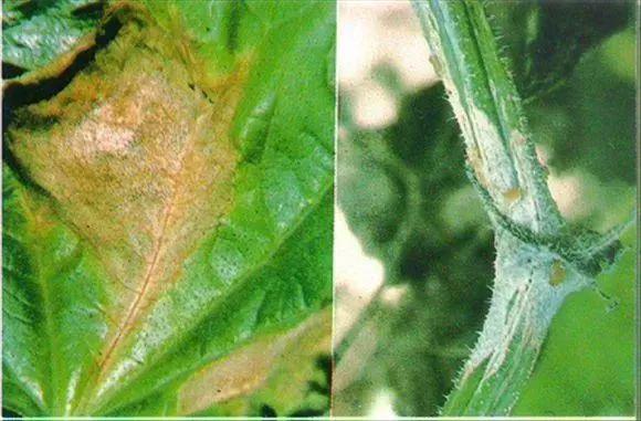 黄瓜种植户必收藏,黄瓜病虫害图谱大全