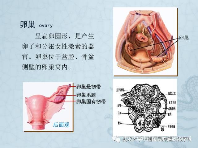 女性盆腔解剖与断层影像