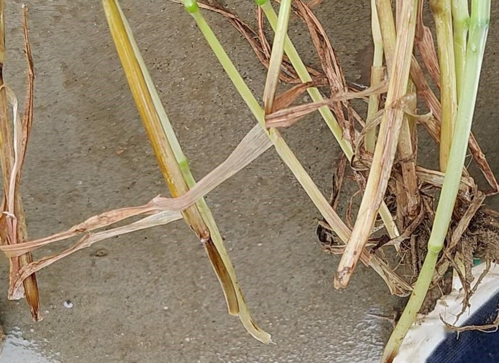 对于病虫害还是以预防为主