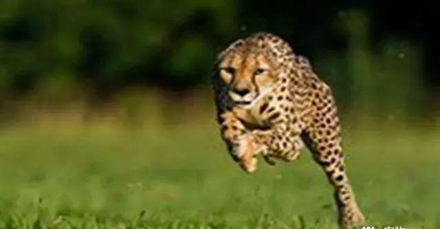 猫科动物实力排名_猫科动物大小排名图片(3)