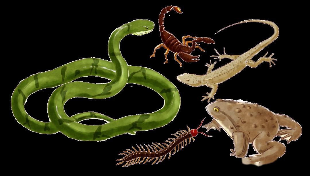 五毒:蝎子,蟾蜍,壁虎,蜈蚣,蛇