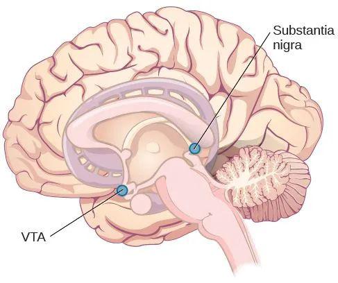 结果显示大脑的vta(中脑腹侧被盖区)区被激活,而这个区域恰恰负责