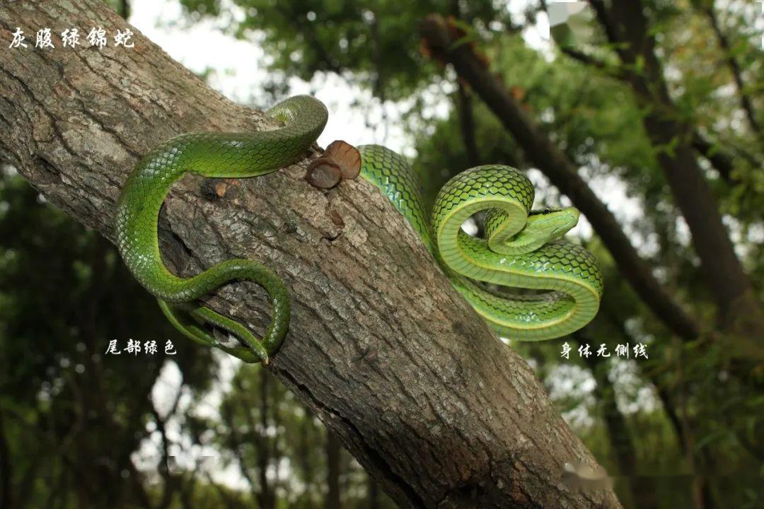 灰腹绿锦蛇:通身绿色,头部有黑纹,无红尾巴;无颊窝.