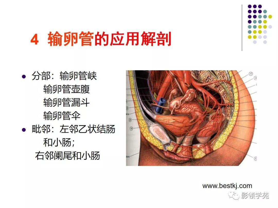 女性盆腔水平断面解剖