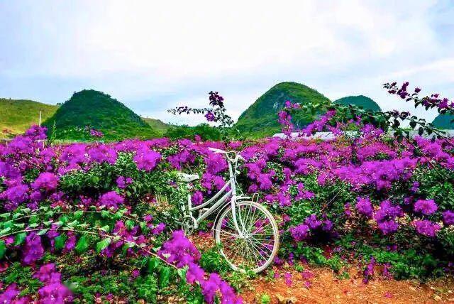 5月22/23/24日 串游:会仙马鞭草 桂林花海三角梅基地