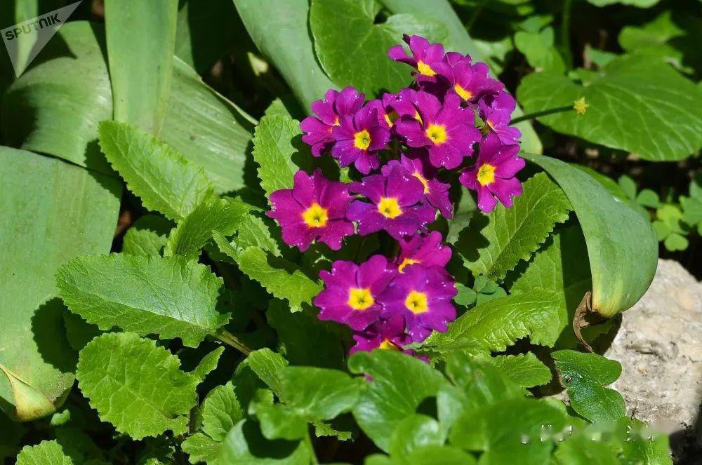 公园里树木开花