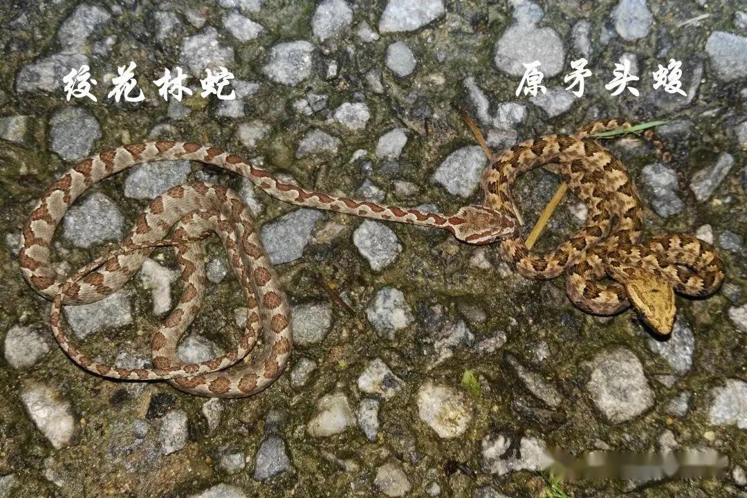 6角原矛头蝮protobothrops cornutus伪装成一块树皮的角原矛头蝮一种