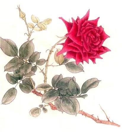 工笔画教程两种颜色的月季花画法