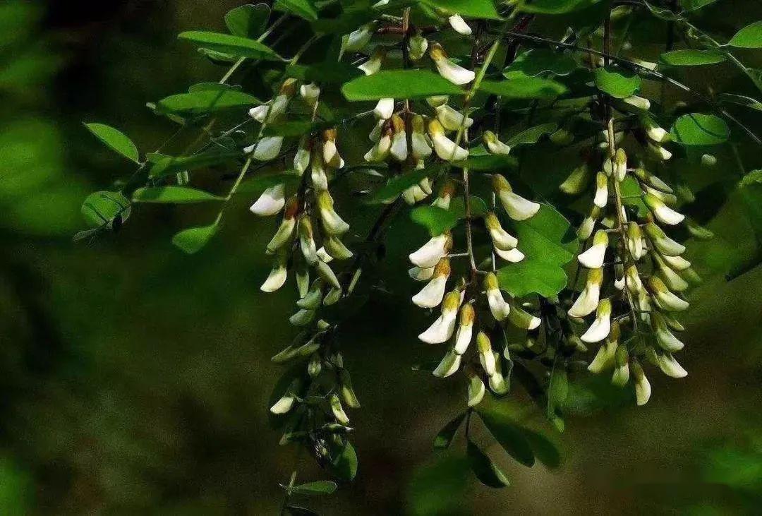 皇家园林海滨槐花节5月22日花香启幕