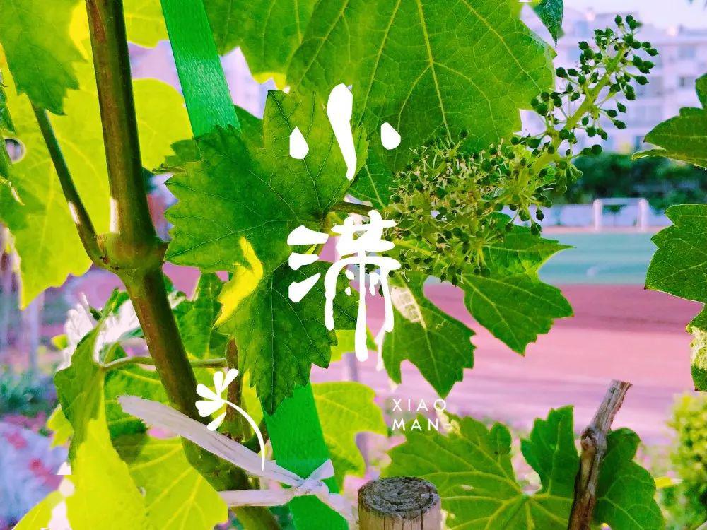 【节气课程】小满:万物繁茂,夏日意浓