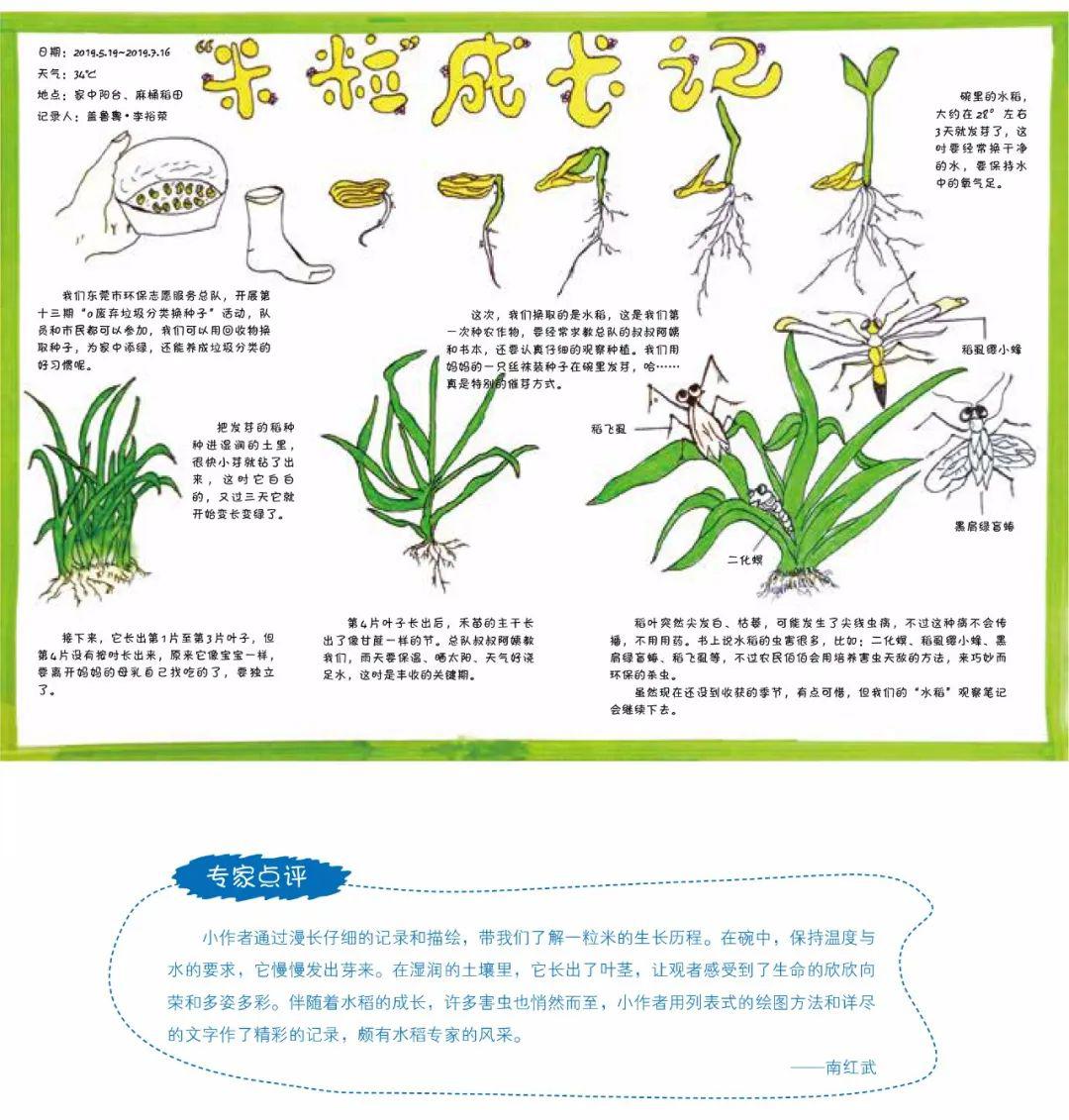 绘眼看自然长隆杯第二届自然笔记大赛获奖作品展示7