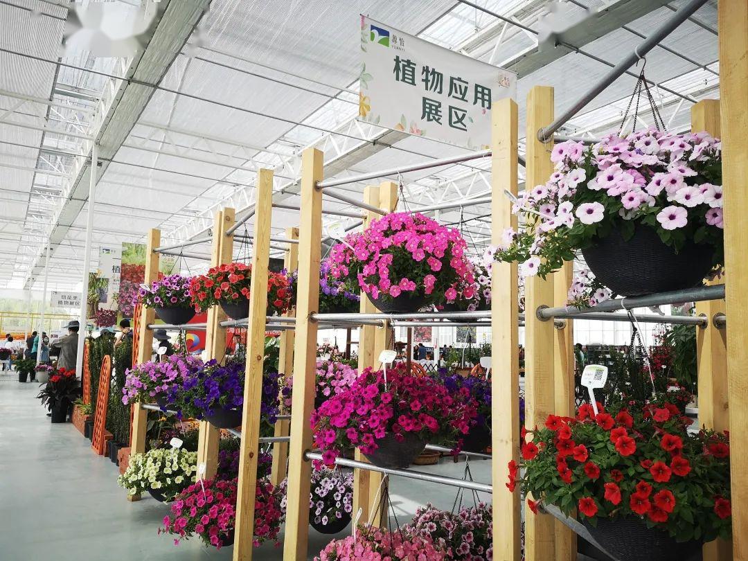 "迎花博 展花梦"——2020上海崇明国际新优花卉展在源